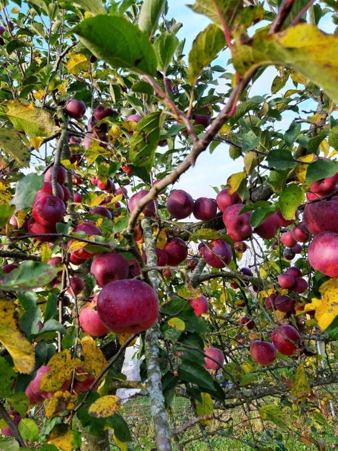 Schoenauerhof- Urlaub Im Gruenen Aber Doch In Der Stadt Passau Exterior foto